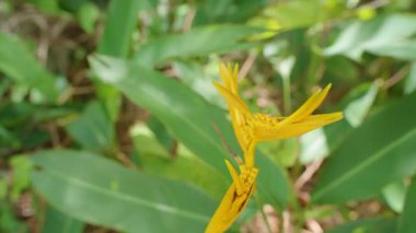 Yeşil yemyeşil arka planda küçük salyangozlu Parlak Sarı Tropikal Çiçek Görünümü Göz Seviyesi, Doğa Detayları Konsepti