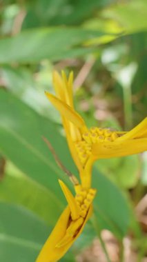 Dikey video. Yeşil yemyeşil arka planda küçük salyangozlu Parlak Sarı Tropikal Çiçek Görünümü Göz Seviyesi, Doğa Detayları Konsepti
