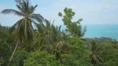 Hindistan cevizi palmiyeleri ile yoğun tropikal ağaçların üzerinde mavi okyanusa ve yüksek açılı taş Samui 'den uzak kıyı şeridine bakın, Tropikal sükunet kavramı