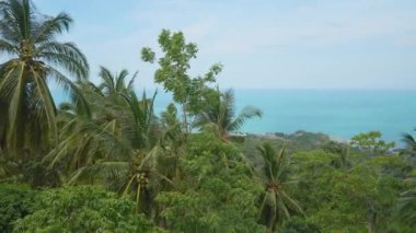 Palmiye Ağaçları ve Yeşil Orman Okyanusa doğru yayılıyor Yükselen Açı 'dan Uzağa Uzağa Samui, Doğa Harikası Konsepti