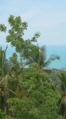 Dikey video. Palmiye Ağaçları ve Yeşil Orman Okyanusa doğru yayılıyor Yükselen Açı 'dan Uzağa Uzağa Samui, Doğa Harikası Konsepti