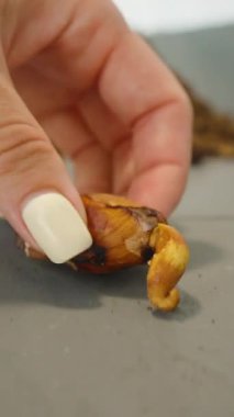 Dikey video. Parlak Gün Işığında El Tutuşu Kahverengi Durian Tohumu ve Tiny Root Üstü Toprak, Tohum Hazırlama Konsepti