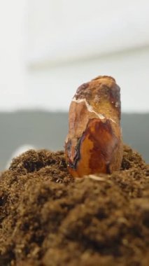 Dikey video. Düşük Açılı Kahverengi Durian Tohumu Yeşil Arkaplan, Erken Gelişim Konsepti ile Siyah Çömlekte Taze Topraktan