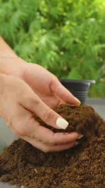 Dikey video. Tohumları Doğal Işıkta, Ev Tarım Konseptine Ekmek için Siyah Çömleğe Zengin Toprak Eken Ellerin Görüntüsünü Kapat