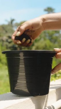 Dikey video. Parlak güneş ışığı, Tohum Hazırlama Konsepti ile zengin toprağı açık havada yemyeşil bitkilere döken ellerin kenarı.
