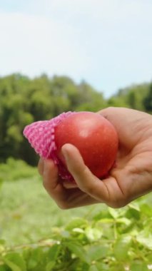 Dikey video. El Tutma Kırmızı Elma kısmen Pembe Koruyucu Ağ ile kaplı Açık Yeşil, Sağlıklı Hasat Konsepti