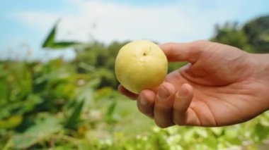 El Tutuşu Küçük Sarı Tutku Yeşilliğe Karşı Parlak Gün Işığı, Organik Tropikal Hasat Konsepti