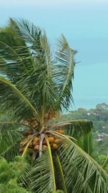 Dikey video. Hindistan cevizi palmiyeleri ve kıyı yerleşiminin geniş görünümü Parlak Gök Altında Turkuaz Deniz Yükseltilmiş Açı, Ada Cenneti Konsepti