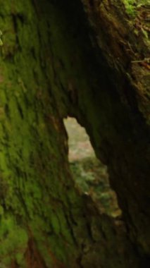 Dikey video. Eski Ağaç Gövdesindeki Boşluğun Yakın Görünümü Etrafı Yosun ve Sert Kabuk ile çevrili Yoğun Yeşil Orman Düşük Açı Doku Konsepti