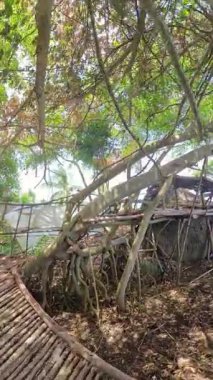 Dikey video. Ağaçlar Arasında İnşa Edilmiş Ahşap Platform Yapısı Yakından Görünür Koh Samui Uzaktan Görülebilir Koh Samui Geniş Açı Kavramsal Macerada Yakalandı