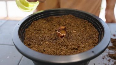 Pot 'taki Küçük Durian Tohumu' nun Yavaş Çekimde Elle Suyla Nazikçe Söndürülmesi, Bahçe Büyümesi Konsepti