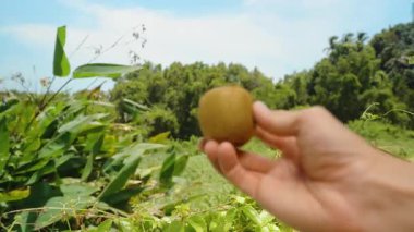 Bir El Tek Kahverengi Kivi 'yi Yeşil Yeşiller ve Ağaçlar Arkaplanda Kameraya Uzatıyor, Yakın plan, İlk kişi bakış, Taze Üretim Konsepti