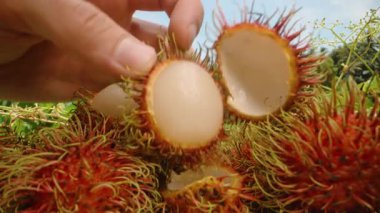 Yeşil Tüylü Dikenli Olgun Kırmızı Rambutan Meyveleri Parlak Güneş Işığı Altında Tropikal bir meyve bahçesinde büyüyor. Yaklaş Tropikal Hasat Konsepti.