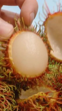 Dikey video. Yeşil Tüylü Dikenli Olgun Kırmızı Rambutan Meyveleri Parlak Güneş Işığı Altında Tropikal bir meyve bahçesinde büyüyor. Yaklaş Tropikal Hasat Konsepti.