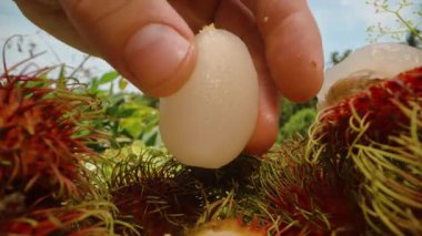 Mavi Gök Altındaki Meyve Bahçesi 'nde Dikenli Kırmızı Deniz Kabuğunu soyduktan sonra el ele tutuşan beyaz Rambutan eti. Yaklaş, Egzotik Tropikal Meyve Konsepti.