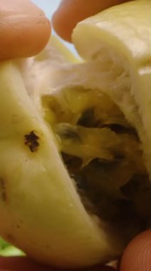 Dikey video. Gün Işığı Altındaki Meyve ve Bahçesinde Tohumları ve Postayı Gösteren Açık Sulu Sarı Tutku Meyvesi, Yaklaşın, Taze Tropikal Hasat Konsepti