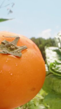 Dikey video. Parlak Bahçede Taze Yeşil Marul ile El Tarifi Turuncu Domates, Taze Üretim Konsepti, Dolly Slider,