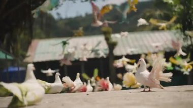 Renkli Güvercinler Uçan Kuşlar, Sunny Doğa Sahnesi 'nde Teneke Çatının Önünde Uçan Kuşlar, Yer Seviyesinde, Yavaş Hareket, Özgürlük Konseptinde Yakalandı.