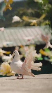 Dikey video. Renkli Güvercinler Uçan Kuşlar, Sunny Doğa Sahnesi 'nde Teneke Çatının Önünde Uçan Kuşlar, Yer Seviyesinde, Yavaş Hareket, Özgürlük Konseptinde Yakalandı.