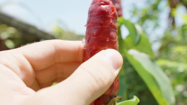 Bahçe Işığında Basılmış Kızıl Kızıl Çiçek 'ten Yapışkan İplik Sığ Derinlik, Yavaş Hareket, Bitkisel Çıkarma Konseptiyle Yakın Mesafede Yakından Yakalandı.