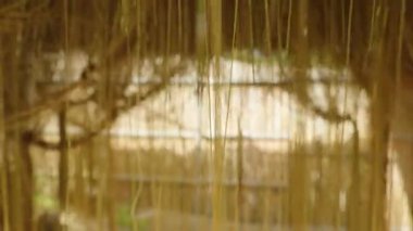 Dikey Asılma Kökleri ve Güneş Işığı Filtreleme Açık Bahçe Doğal Perde Efekti, Tropikal Doku Konsepti