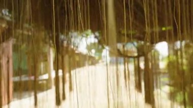 Asılı Ağaç Kökleri Yoğun Ağı Parlak Işık ve Köy Arkaplanı, Orman Dokuma Konsepti ile Doğal Kemer Yolu Oluşturuyor