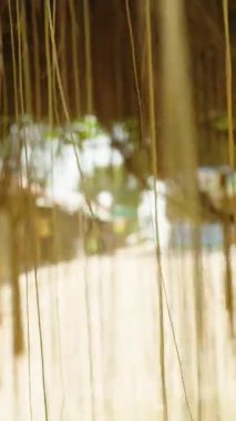 Dikey video. Asılı Ağaç Kökleri Yoğun Ağı Parlak Işık ve Köy Arkaplanı, Orman Dokuma Konsepti ile Doğal Kemer Yolu Oluşturuyor