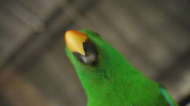 Kameraya Yakın Parlak Yeşil Papağan Yemek Yerken Kırıntılar Sarı Gagasından Düşerken Yumuşak Odaklı Arka plan, Yavaş Hareket, Egzotik Kuş Besleme Konsepti ile Düşük Açı 'dan Yakalandı