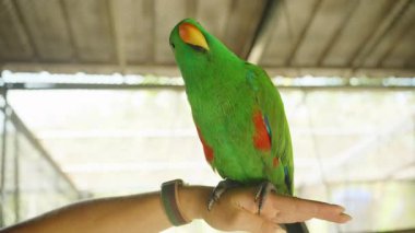 Açık Kanatlı Parlak Yeşil Eclectus Papağanı ve Kapalı Kapalı Kapılar Yumuşak Işık Altında Kırmızı İşaretler, Göz Seviyesinde Yakalandı, Hayvan Etkileşimi Konsepti