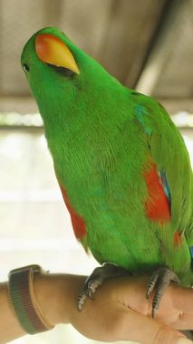 Dikey video. Açık Kanatlı Parlak Yeşil Eclectus Papağanı ve Kapalı Kapalı Kapılar Yumuşak Işık Altında Kırmızı İşaretler, Göz Seviyesinde Yakalandı, Hayvan Etkileşimi Konsepti