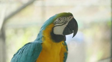 Mavi ve Sarı Macaw Kanat Tüyleri ve Açık Gaga, Papağan Dikkat Davranış Konsepti