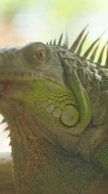 Dikey video. Yeşil İguana Ağaç Kirişinin Üzerinde Gevşek Dökülen Cilt Boyun ve Kolun Çevresinde Görünür, Sürüngen Tüy Dökme İşlemi Konsepti