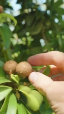 Dikey video. El Tutuşu Olgun Sapodilla Meyveleri Ağaçta Sarkıyor Berrak Yeşil Yapraklar Altında Parlak Gün Işığı Altında, Tropikal Meyve Konsepti