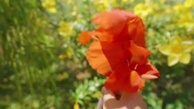 Geniş Kırmızı Canna Lily Çiçeği Bulanık Bahçenin Önünde Sarı Çiçekler ve Parlak Gün Işığında Yeşillik, Tropikal Çiçek Konsepti