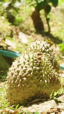 Dikey video. Olgun Durian Meyvesi ve Dikenli Yüzeyi Parlak Güneş Işığı ve Egzotik Meyve Konsepti altında Kuru Yapraklar ve Çimenler Arasında Yerde Uzanıyor