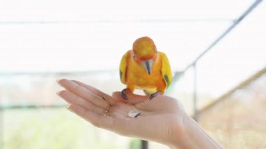 Sarı Papağan Parlak Güneş Işığıyla Nazikçe Elden Alırken Kuşu Besleme Konseptini Kapat