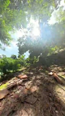 Dikey video. Parlak Güneş Işığı Yoğun Tropikal Ağaçlar ve Büyük Yapraklar Altında Kuru Yapraklar, Düşük Açı Lens Alevleri, Orman Macerası Konsepti