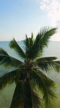 Dikey video. Güneş batımında okyanusa bakan eğimli palmiye ağacı ve uzak adaların FPV görüntüsü, Tropikal Cennet Konsepti