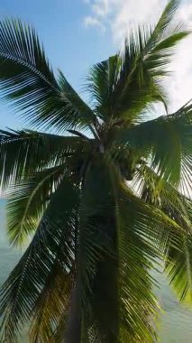 Dikey video. Sığ Suyun Üzerinde Hindistan cevizi palmiyesi ve Günbatımı Parıltısı ile Rocky Sahili, FPV Drone Shot, Ada Huzuru Konsepti