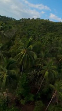 Dikey video. Palmiye ağaçları ve temiz yeşil suyu olan tropikal kıyı şeridi, sahil boyunca insansız hava aracı uçuşu, uzak ada konsepti