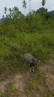 Dikey video. Tropikal açıklıkta palmiye ağaçları arasında otlayan su bufaloları yukarıdan bakıldığında, kırsal tarım kavramı
