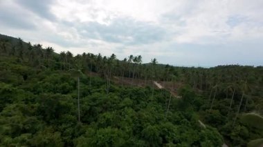 Yoğun Palmiye Ağacı Ormanı ve Yol Üzerinde Yüksek Açı Görünümü Horizon 'a, Orman Kanopi Konseptine Doğru Uzanıyor