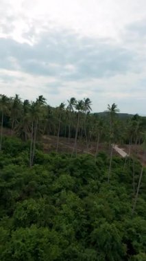 Dikey video. Yoğun Palmiye Ağacı Ormanı ve Yol Üzerinde Yüksek Açı Görünümü Horizon 'a, Orman Kanopi Konseptine Doğru Uzanıyor