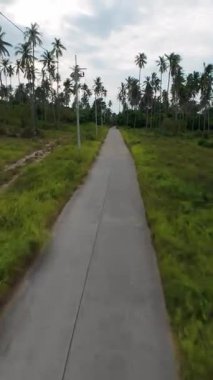 Dikey video. Enerji hatları olan Uzun Palmiye Ağaçları Arasında Uzun Düz Yol İHA İleri Hareketi, Tropikal Altyapı Konsepti