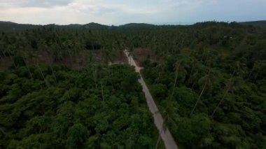 Yoğun Orman ve Palmiye Ağaçları Arasında Kesişen Yol Yukarıdan Uzaktan Seyahat Konsepti