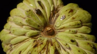 Şeker Elması Deri Örtüsü ve Dolly Kaydırıcı Çekim, Botanik Doku Konsepti 'ndeki Parlak Siyah Yüzey Üzerine Üst Kapalı Görünüm