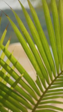 Dikey video. Bulanık Deniz 'le Parlak Yeşil Palmiye Önü' nün Yakın Çekimi ve Yumuşak Odaklı Doğa ve Tropikal Yeşillikte Arkaplanda Tepeler