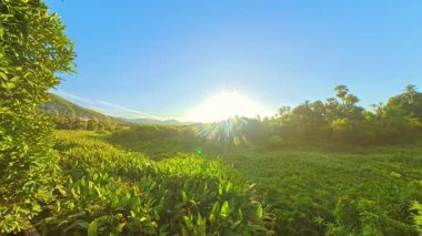 Siluetli Ağaçlar ve Renkli Gökyüzü Günbatımı Konseptiyle Yoğun Tropikal Orman Üzerinde Geniş Açı Gün Batımı