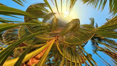 Delik Gezegeni Efekti Tropikal Deniz Yaratıcı Günbatımı Zaman Çizelgesi Üzerinde Günbatımı Gökyüzünde Palmiye Ağacı Örtüsünü Gösteriyor