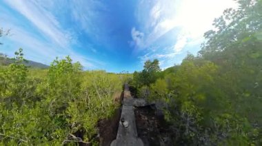 Yeşillik ve Parlak Mavi Gökyüzü Doğa Macerası Konseptiyle Mangrove Yolu 'nu Keşfeden Kadın Hava Görüntüsü